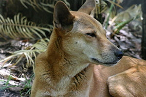 Ein Dingo genießt den kühlen Schatten