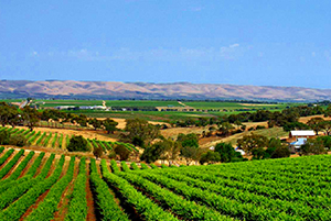 Der Blick über Weinfelder hinab auf das Hunter Valley