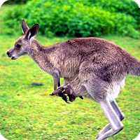 Das Känguruh gehört zu den Beuteltieren, die nur in Australien vorkommen