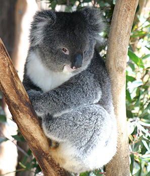 Ein Koala macht es sich auf einem Baum bequem