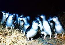 junge Pinguine während Australien Reise
