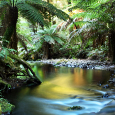 Baumfarn im Regenwald, Australien